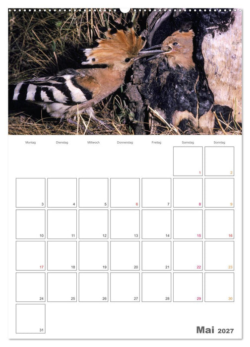 Sperlingsvögel an der Schwelle zum Leben (CALVENDO Premium Wandkalender 2027)