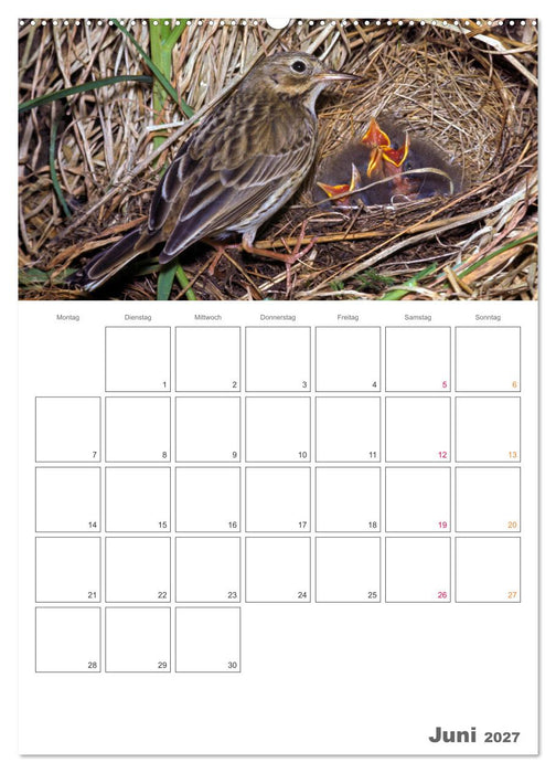 Sperlingsvögel an der Schwelle zum Leben (CALVENDO Premium Wandkalender 2027)