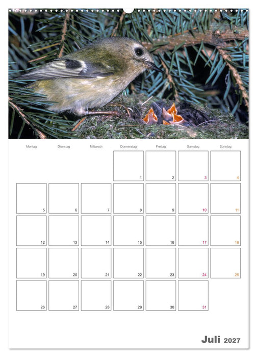 Sperlingsvögel an der Schwelle zum Leben (CALVENDO Premium Wandkalender 2027)