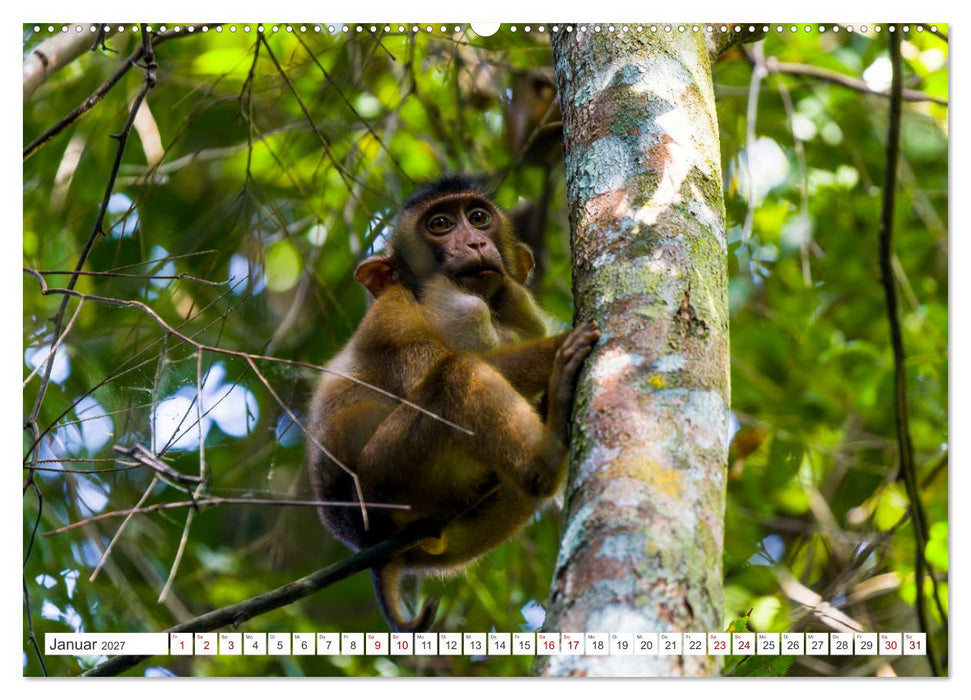 Gunung Leuser Nationalpark Sumatra (CALVENDO Premium Wandkalender 2027)
