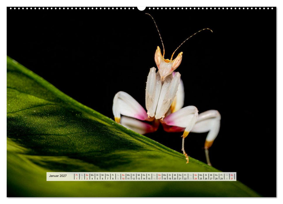 Die Orchideen Gottesanbeterin (CALVENDO Wandkalender 2027)