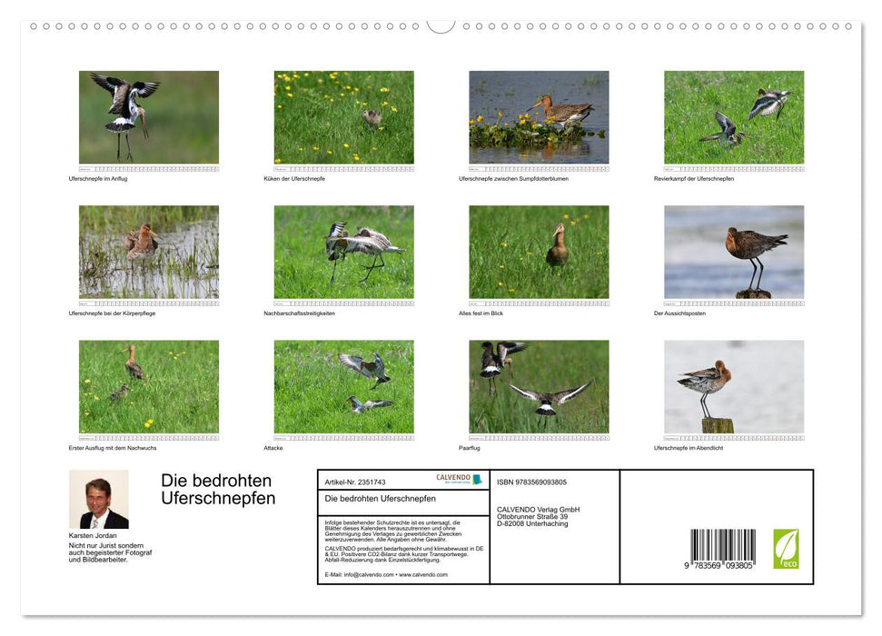 Die bedrohten Uferschnepfen (CALVENDO Premium Wandkalender 2027)