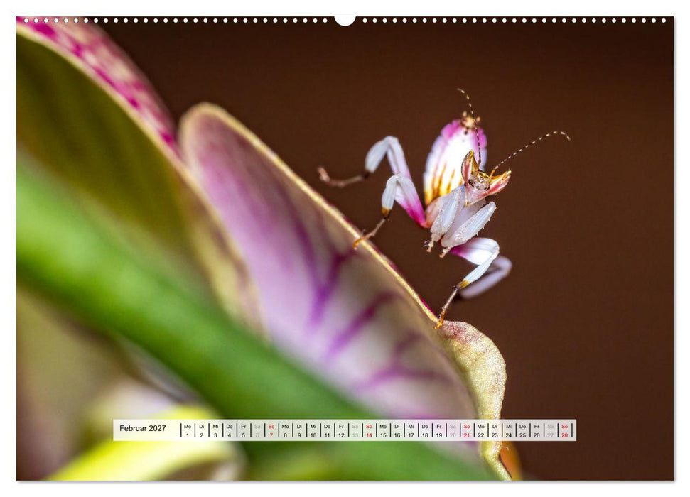 Die Orchideen Gottesanbeterin (CALVENDO Premium Wandkalender 2027)