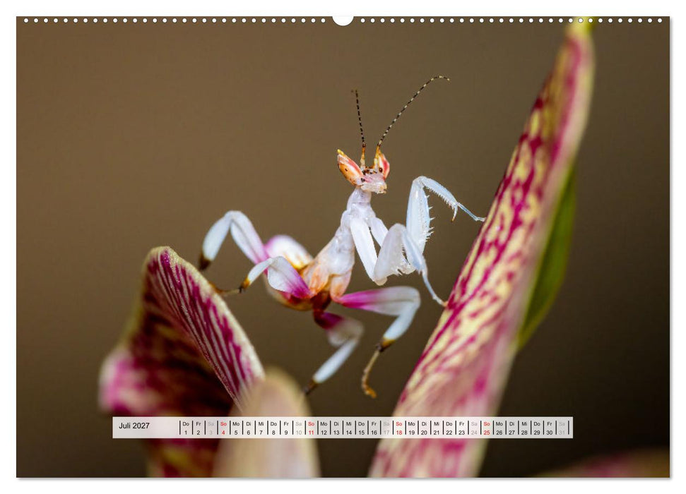 Die Orchideen Gottesanbeterin (CALVENDO Premium Wandkalender 2027)