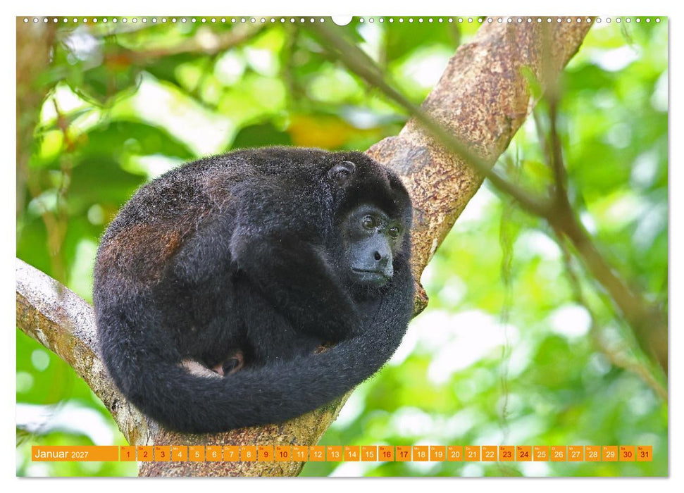 Wildes Costa Rica (CALVENDO Wandkalender 2027)