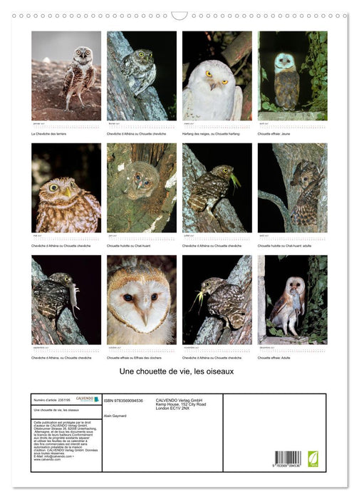 Une chouette de vie, les oiseaux (CALVENDO Calendrier mensuel 2027)