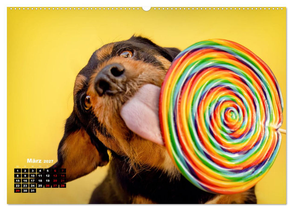 Süße Schnauzen (CALVENDO Premium Wandkalender 2027)