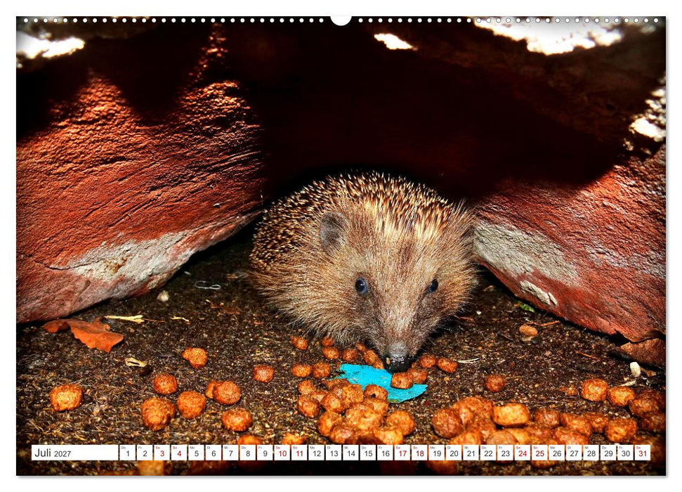 Mein Haus-Igel (CALVENDO Premium Wandkalender 2027)