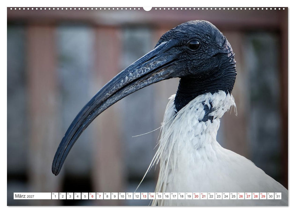 Australiens Vögel (CALVENDO Wandkalender 2027)