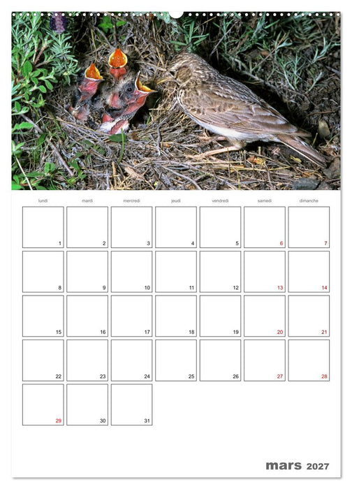 Les passereaux à l'orée de la vie (CALVENDO Calendrier supérieur 2027)