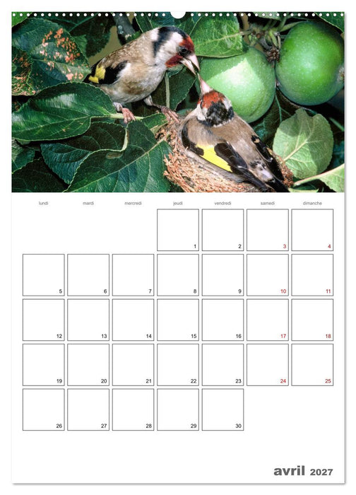 Les passereaux à l'orée de la vie (CALVENDO Calendrier supérieur 2027)