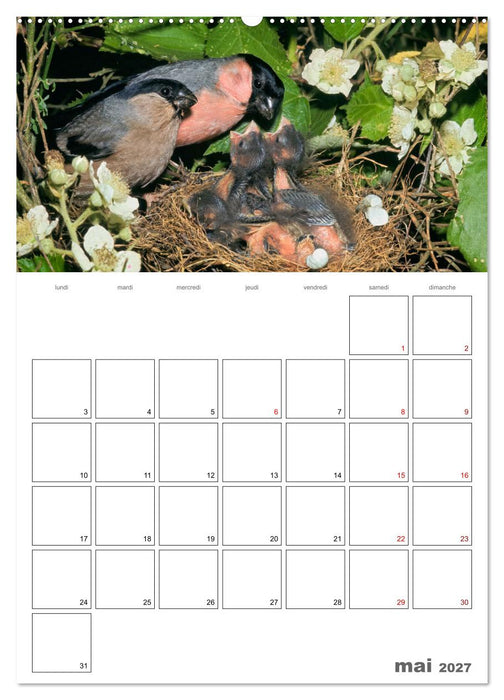 Les passereaux à l'orée de la vie (CALVENDO Calendrier supérieur 2027)