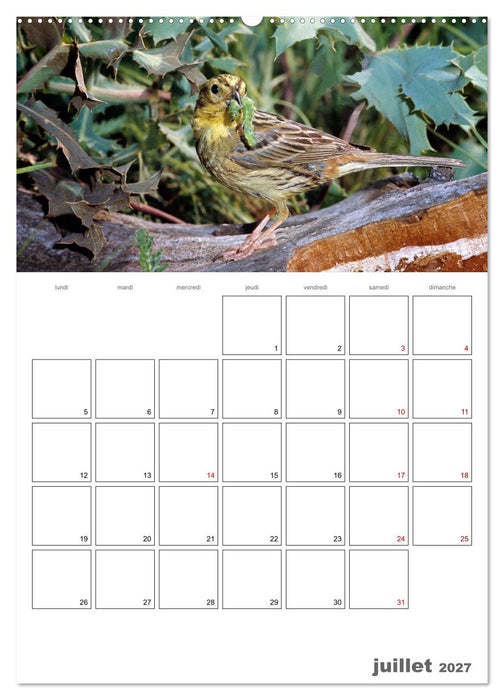 Les passereaux à l'orée de la vie (CALVENDO Calendrier supérieur 2027)