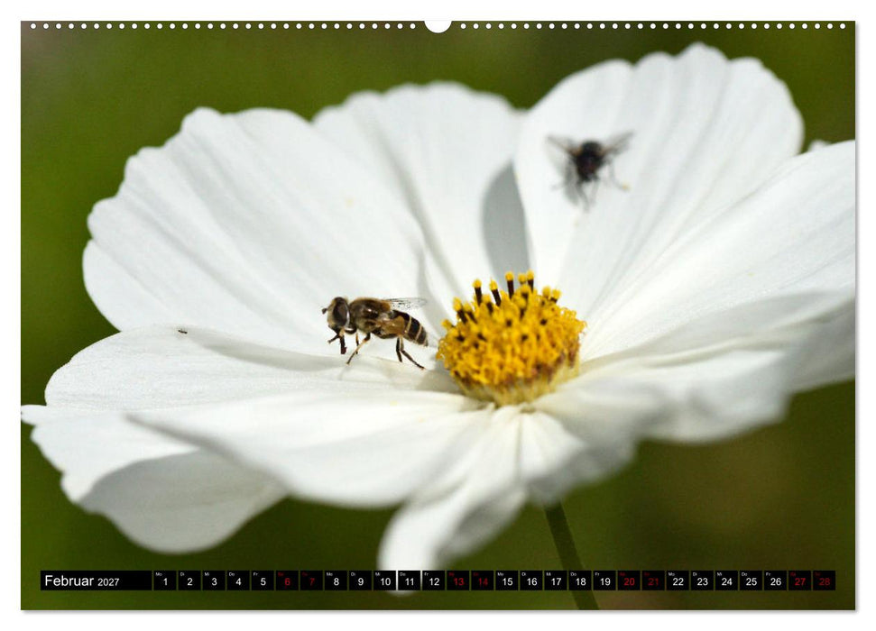 Insekten-Sommer (CALVENDO Premium Wandkalender 2027)