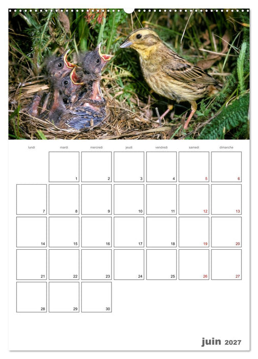 Les passereaux à l'orée de la vie (CALVENDO Calendrier mensuel 2027)