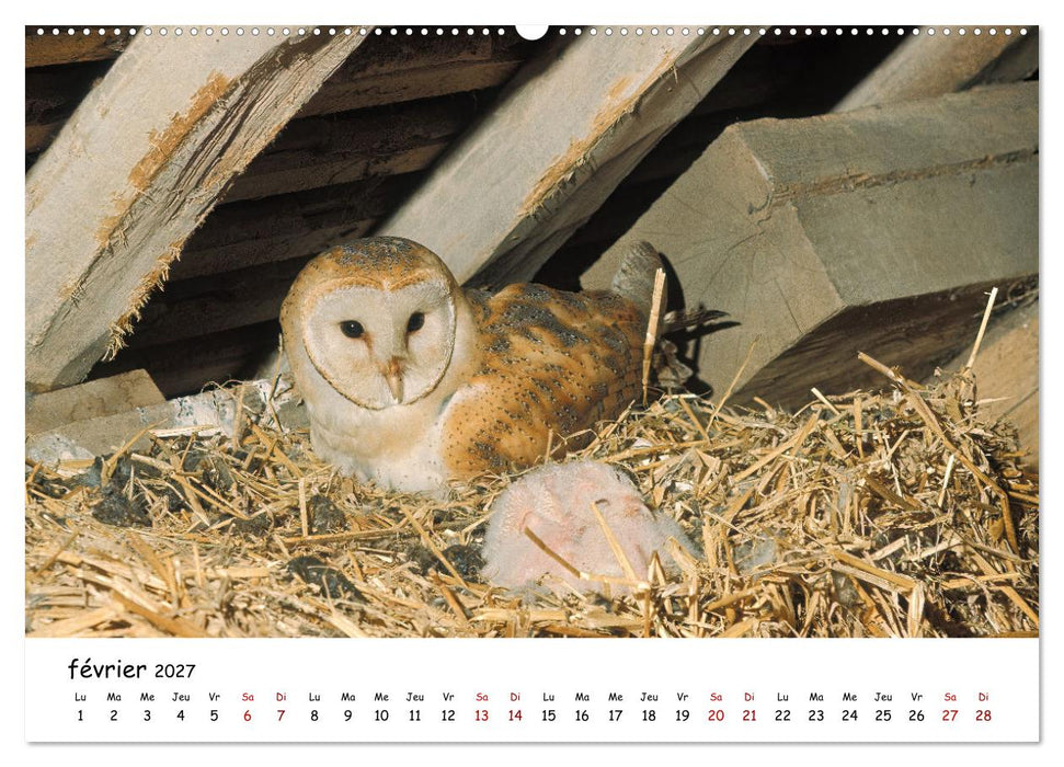La vie des chouettes, les dames de la nuit (CALVENDO Calendrier supérieur 2027)