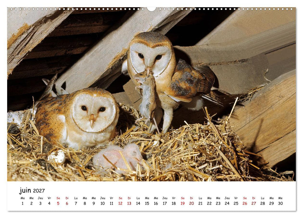 La vie des chouettes, les dames de la nuit (CALVENDO Calendrier supérieur 2027)