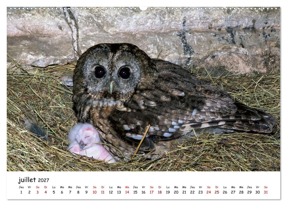 La vie des chouettes, les dames de la nuit (CALVENDO Calendrier supérieur 2027)