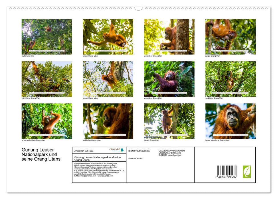 Gunung Leuser Nationalpark und seine Orang Utans (CALVENDO Premium Wandkalender 2027)