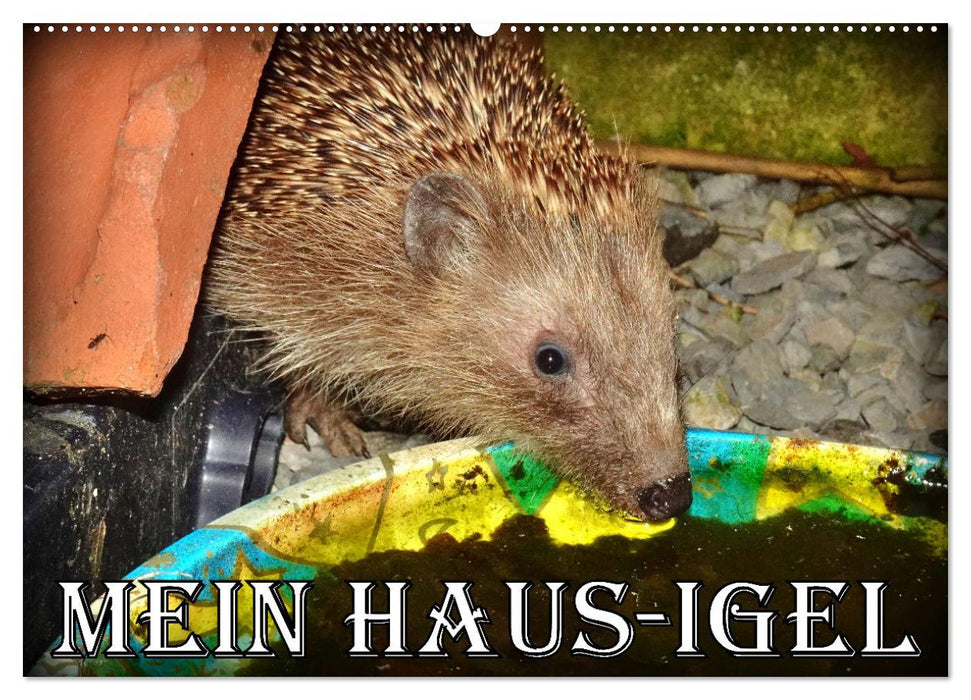 Mein Haus-Igel (CALVENDO Wandkalender 2027)