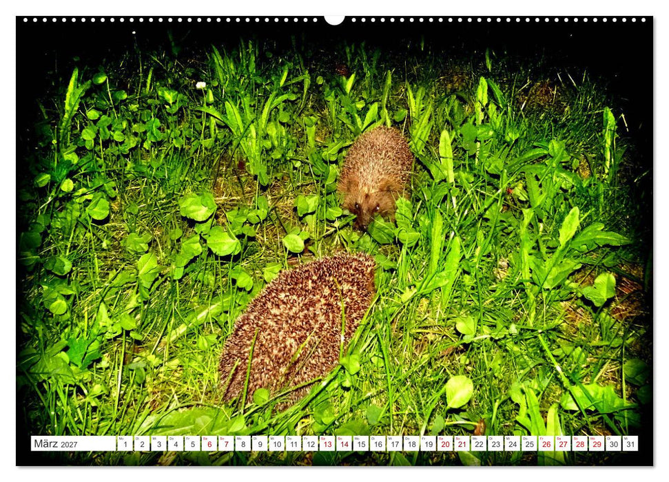 Mein Haus-Igel (CALVENDO Wandkalender 2027)