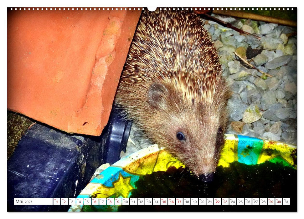 Mein Haus-Igel (CALVENDO Wandkalender 2027)