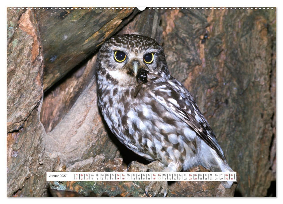 Das Leben der Eulen, die Damen der Nacht (CALVENDO Premium Wandkalender 2027)