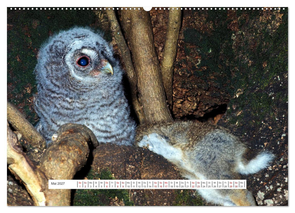 Das Leben der Eulen, die Damen der Nacht (CALVENDO Premium Wandkalender 2027)