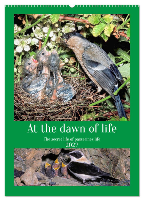 At the dawn of life the secret life of passerines (CALVENDO Monthly Calendar 2027)