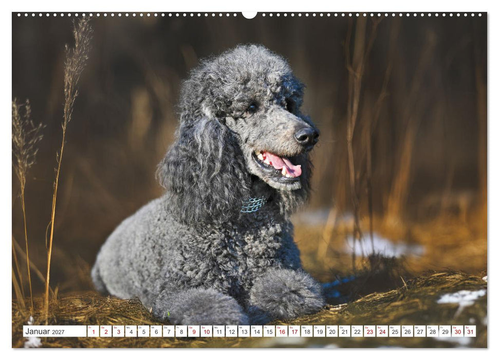 Pudel - Glück auf vier Pfoten (CALVENDO Premium Wandkalender 2027)