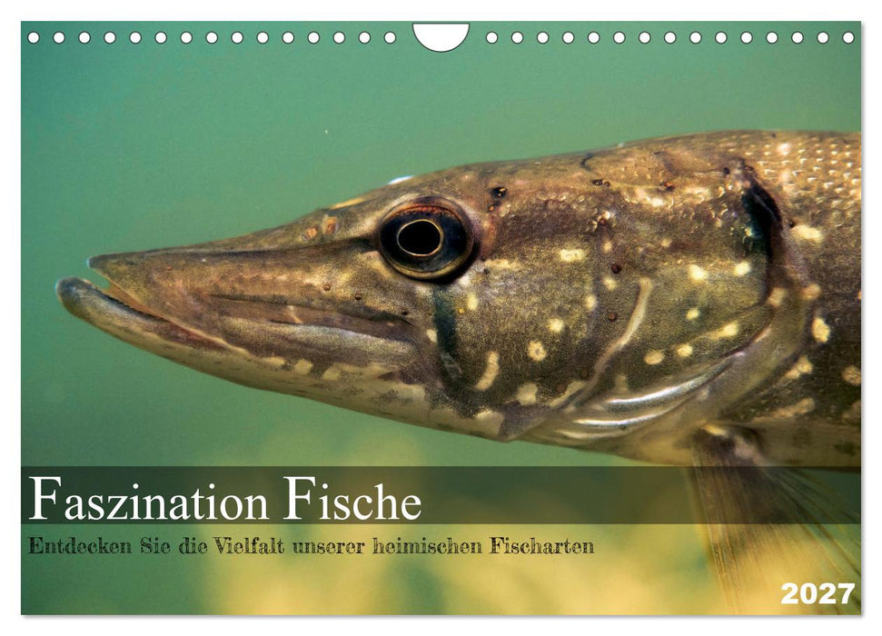 Faszination Fische (CALVENDO Wandkalender 2027)