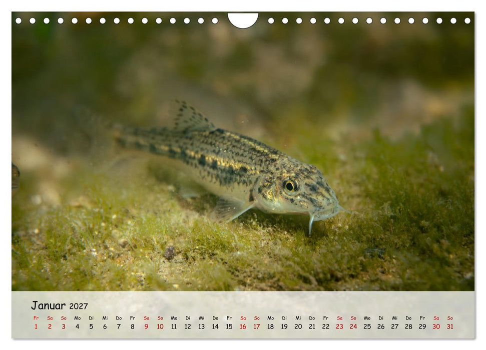 Faszination Fische (CALVENDO Wandkalender 2027)