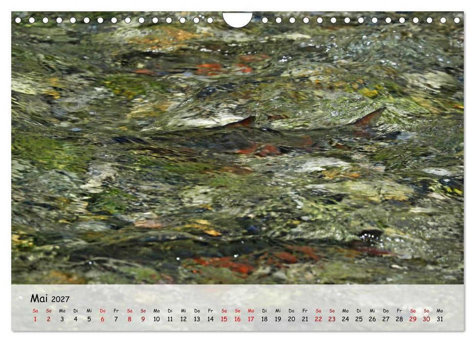Faszination Fische (CALVENDO Wandkalender 2027)