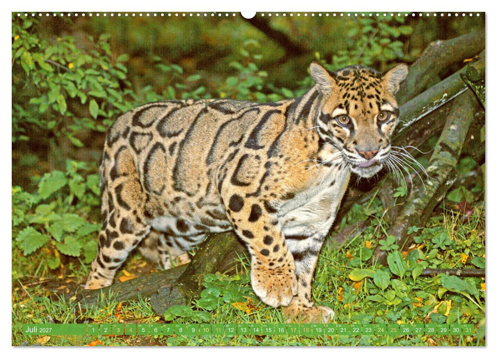 Leben im Dschungel: Der Regenwald ist ein Paradies für Tiere (CALVENDO Premium Wandkalender 2027)