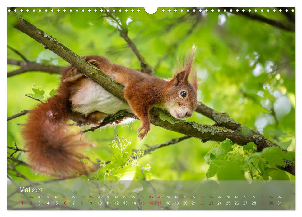 Bezaubernde Eichhörnchen (CALVENDO Wandkalender 2027)