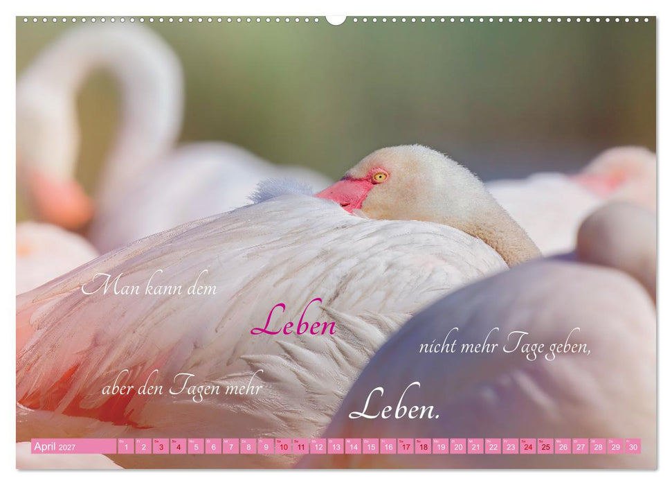 The Power Of Pink (CALVENDO Premium Wandkalender 2027)