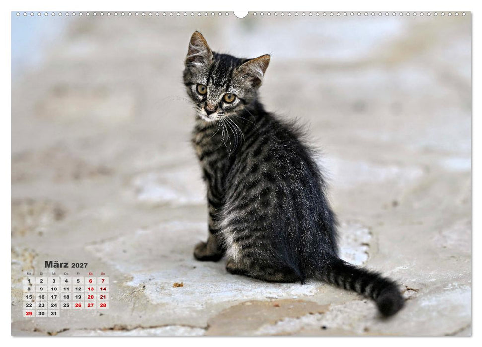 Die Streuner von La Marsa (CALVENDO Premium Wandkalender 2027)