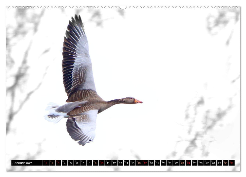 Fantastische Vögel (CALVENDO Wandkalender 2027)