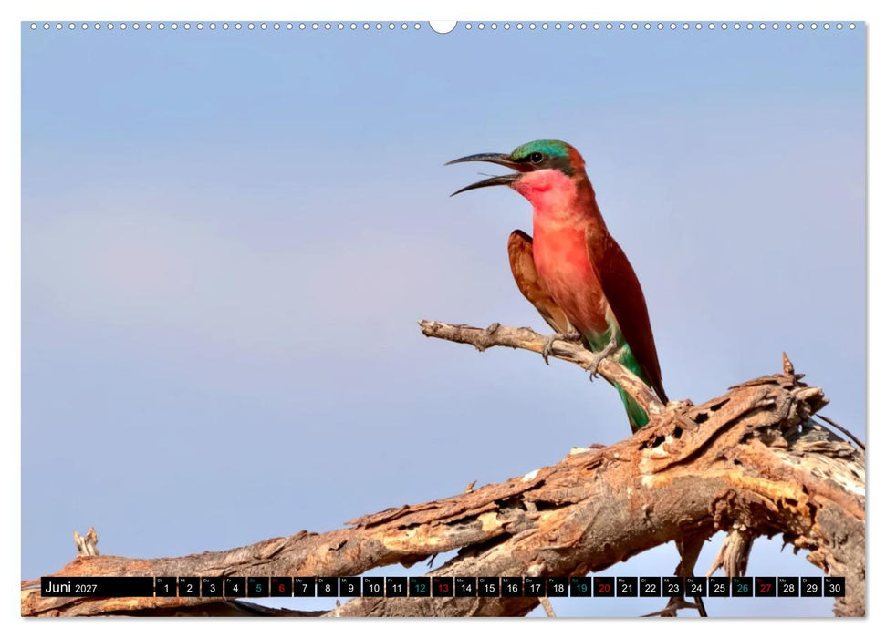 Fantastische Vögel (CALVENDO Wandkalender 2027)