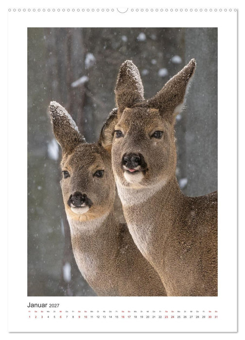 Tierisches Wien (CALVENDO Premium Wandkalender 2027)