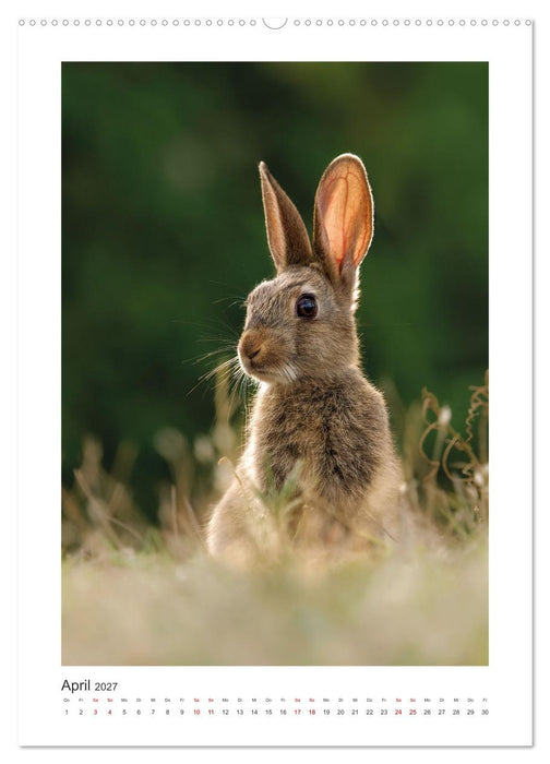 Tierisches Wien (CALVENDO Premium Wandkalender 2027)