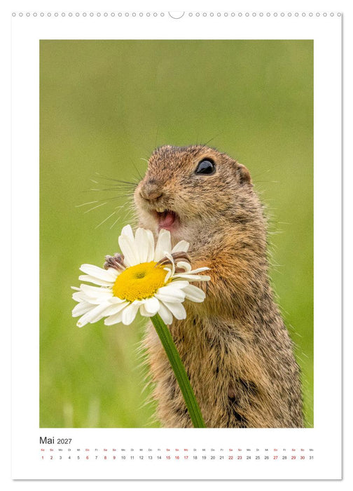 Tierisches Wien (CALVENDO Premium Wandkalender 2027)