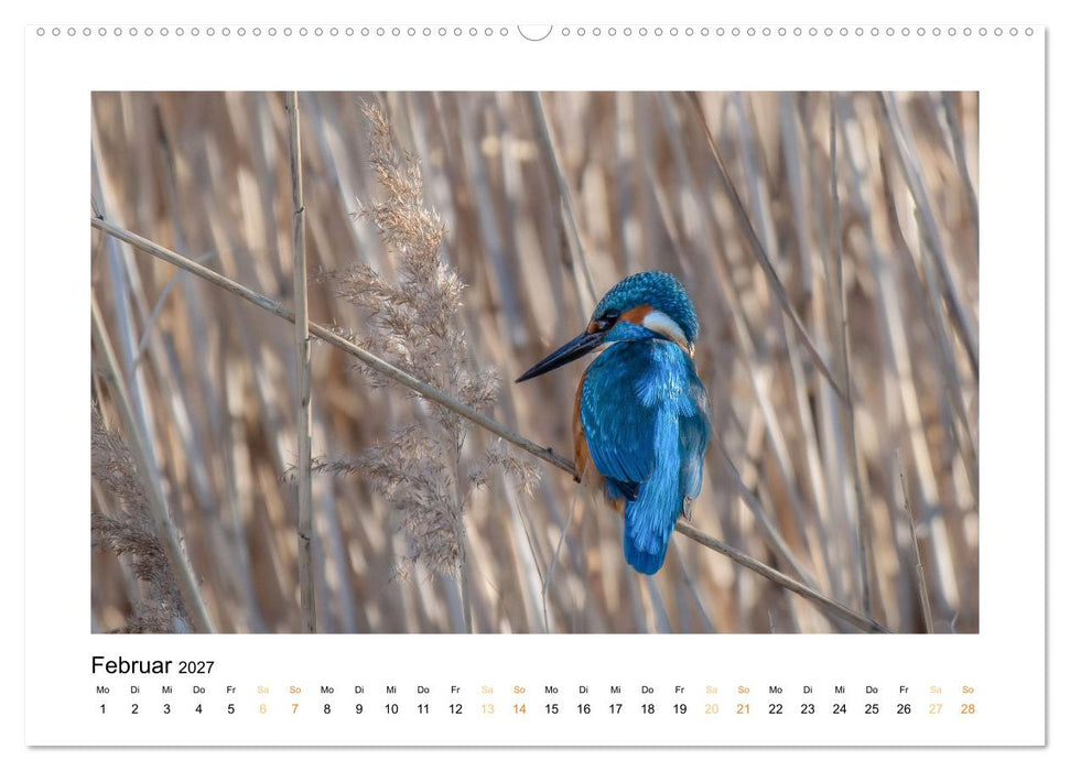 Wiener Tierwelt (CALVENDO Premium Wandkalender 2027)