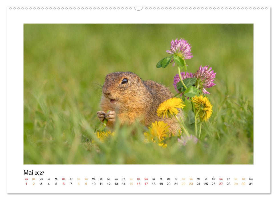Wiener Tierwelt (CALVENDO Premium Wandkalender 2027)