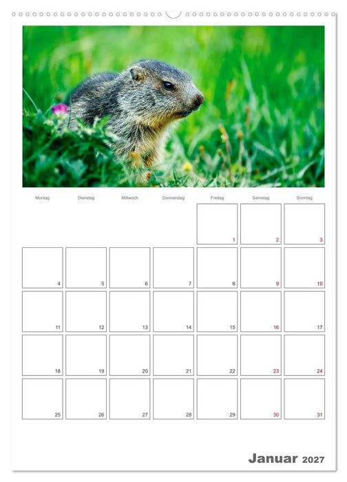 Französische Alpen, auf den Pfaden des Murmeltiers (CALVENDO Wandkalender 2027)