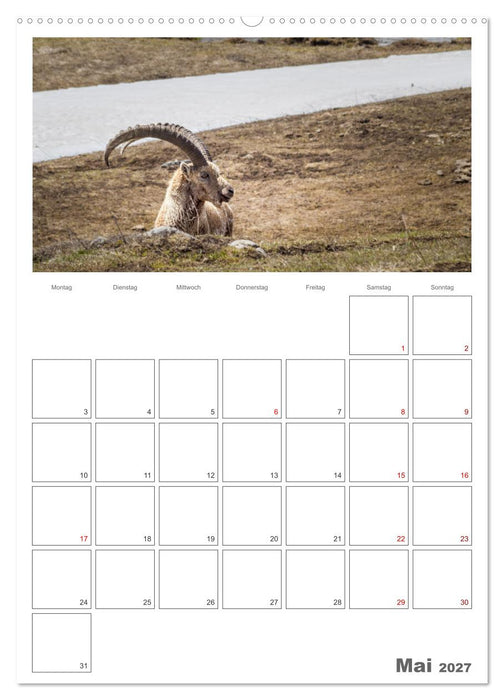Französische Alpen, auf den Pfaden des Murmeltiers (CALVENDO Wandkalender 2027)