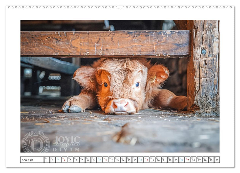 Schottische Hochland Rinder (CALVENDO Wandkalender 2027)