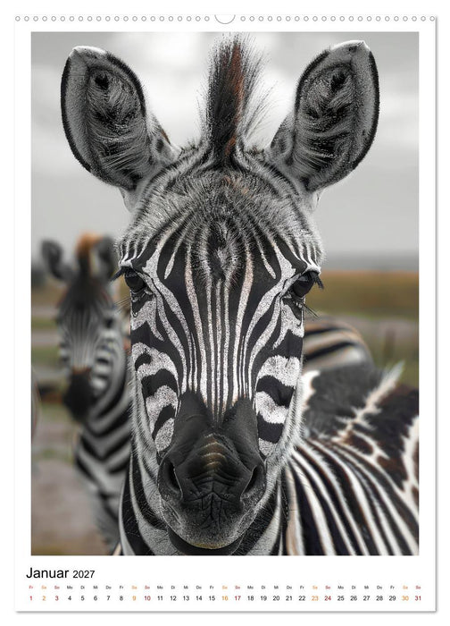 Afrikas Tierwelt - imposante Köpfe (CALVENDO Premium Wandkalender 2027)