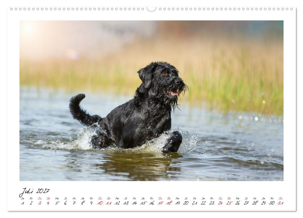 Mit dem Riesenschnauzer durch das Jahr (CALVENDO Premium Wandkalender 2027)
