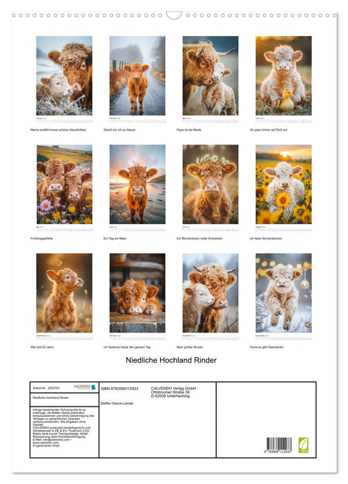Niedliche Hochland Rinder (CALVENDO Wandkalender 2027)